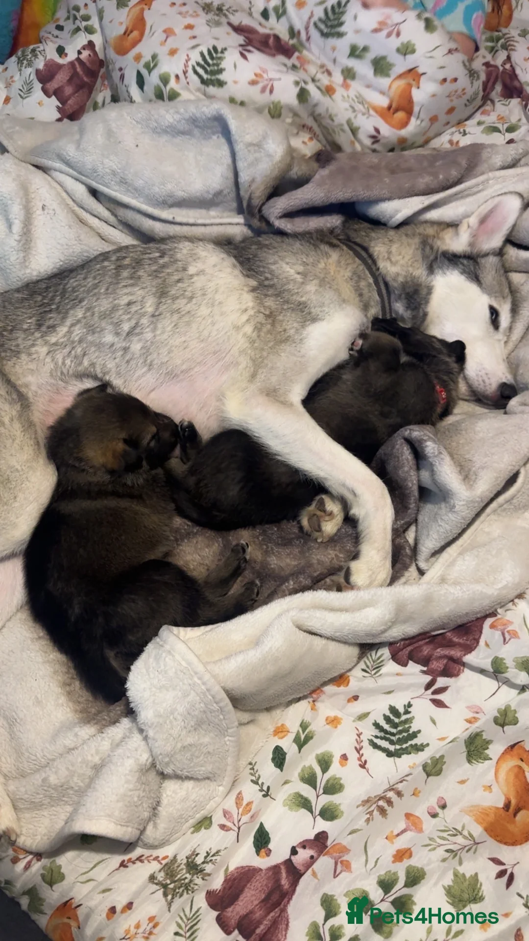 Shepsky dogs for sale: Husky cross German shepherd puppies - Advert 11