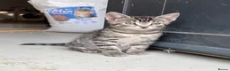 Domestic Shorthair cats for sale: Ready now, tabby kittens  in Preston - Advert 4