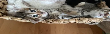 Mixed Breed Kitten 3