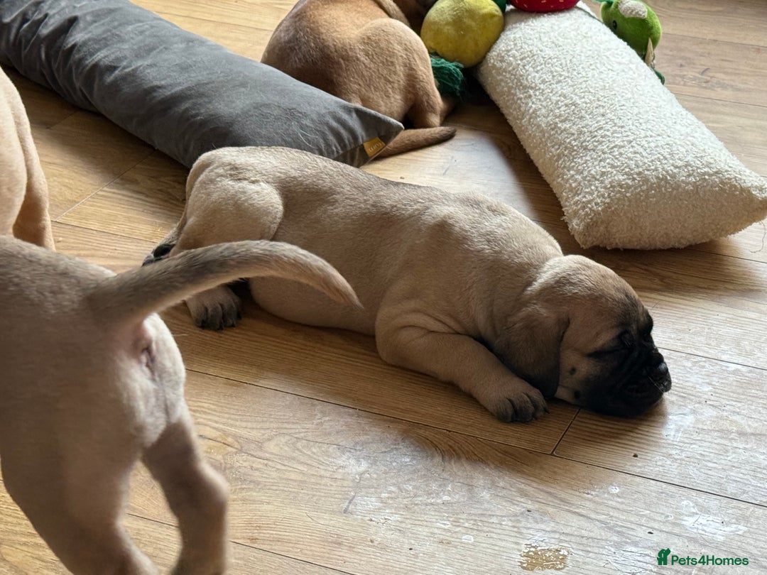Bullmastiff dogs for sale: Show Quality Bullmastiff Puppies - Image 4