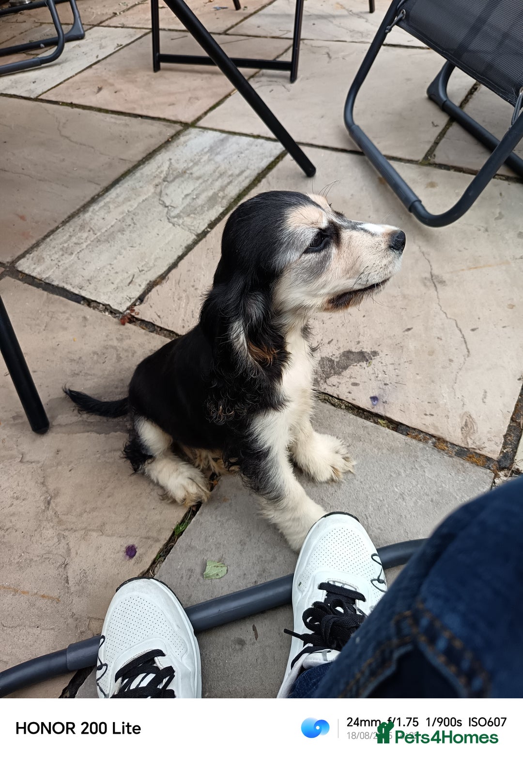 Cocker Spaniel dogs for sale: Cocker Spaniel puppies  - Image 1