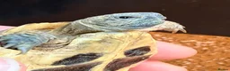 Hermann Tortoise reptiles for sale: Lovely young Hermann’s Tortoise - Advert 2