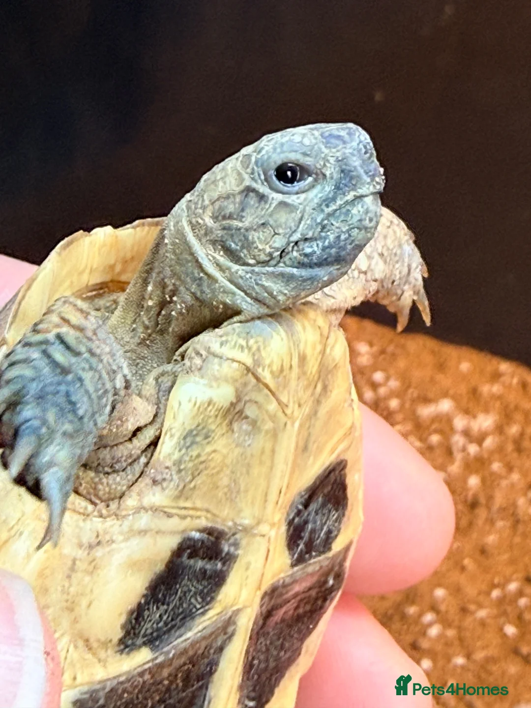 Hermann Tortoise reptiles for sale: Lovely young Hermann’s Tortoise - Advert 2