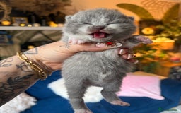 British Shorthair cats for sale: Outstanding kittens 😻 Champion line🥇🏆😻 - Image 35