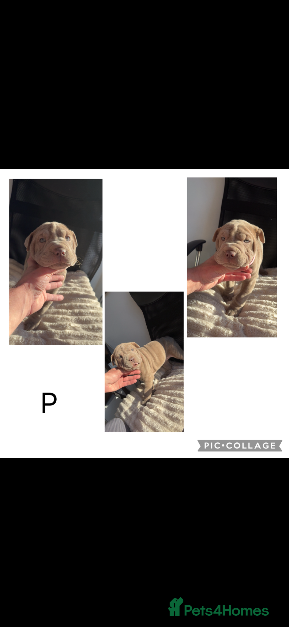 Mixed Breed dogs Bull-pei pups 🐶  - Advert 3