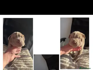Mixed Breed dogs Bull-pei pups 🐶 - Advert 4