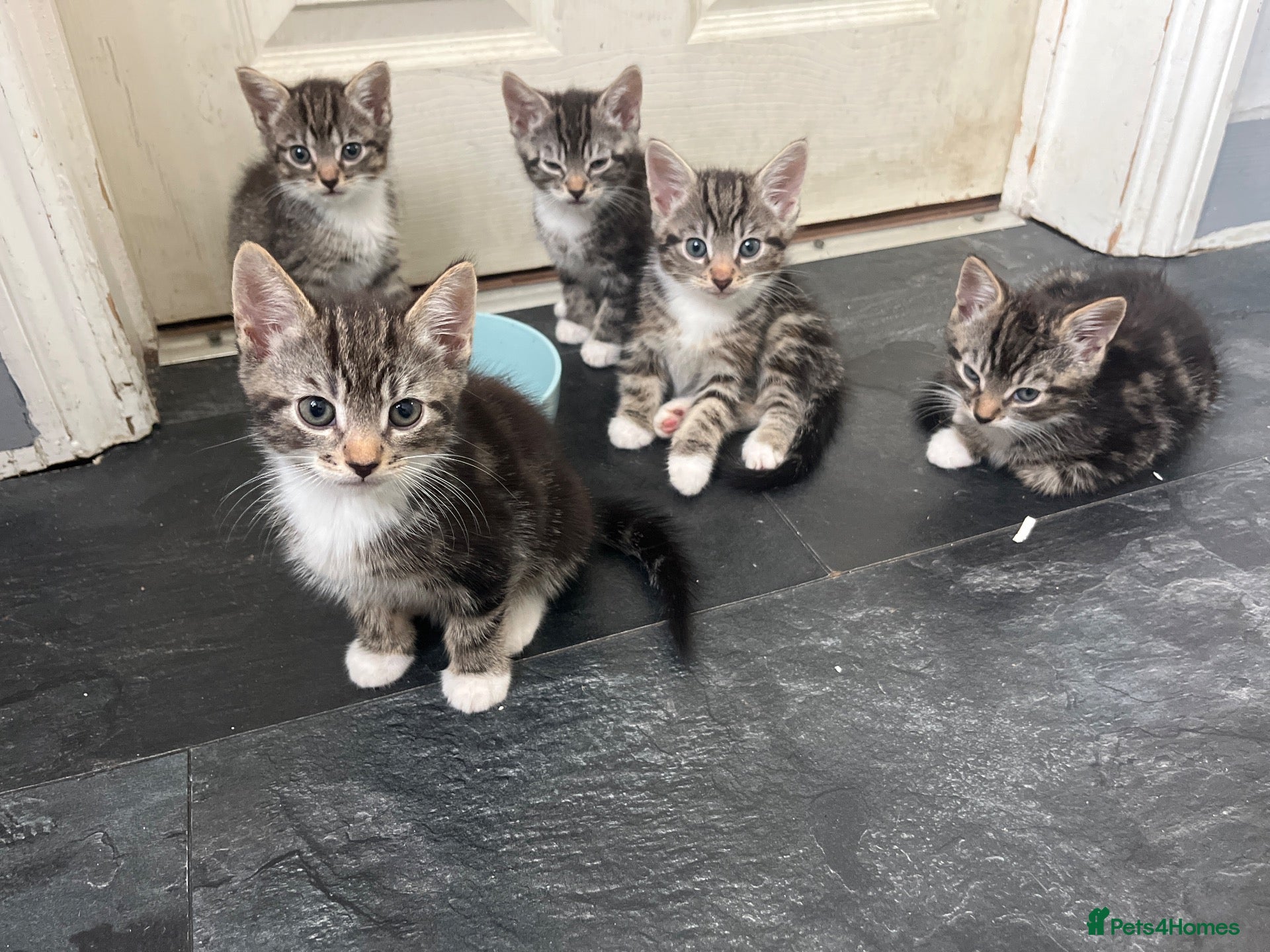 British Longhair cats Tabby kitten  - Advert 12