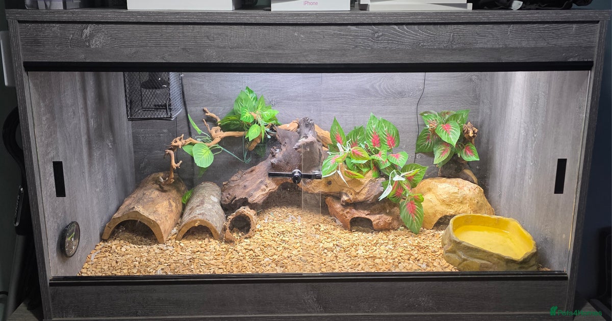 Royal Python Setup for sale in South Ockendon | Pets4Homes