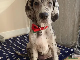 Great Dane dogs Adorable Great Dane Female For Rehome - Advert 2