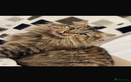 British Longhair cats for sale: British long hair  - Image 12