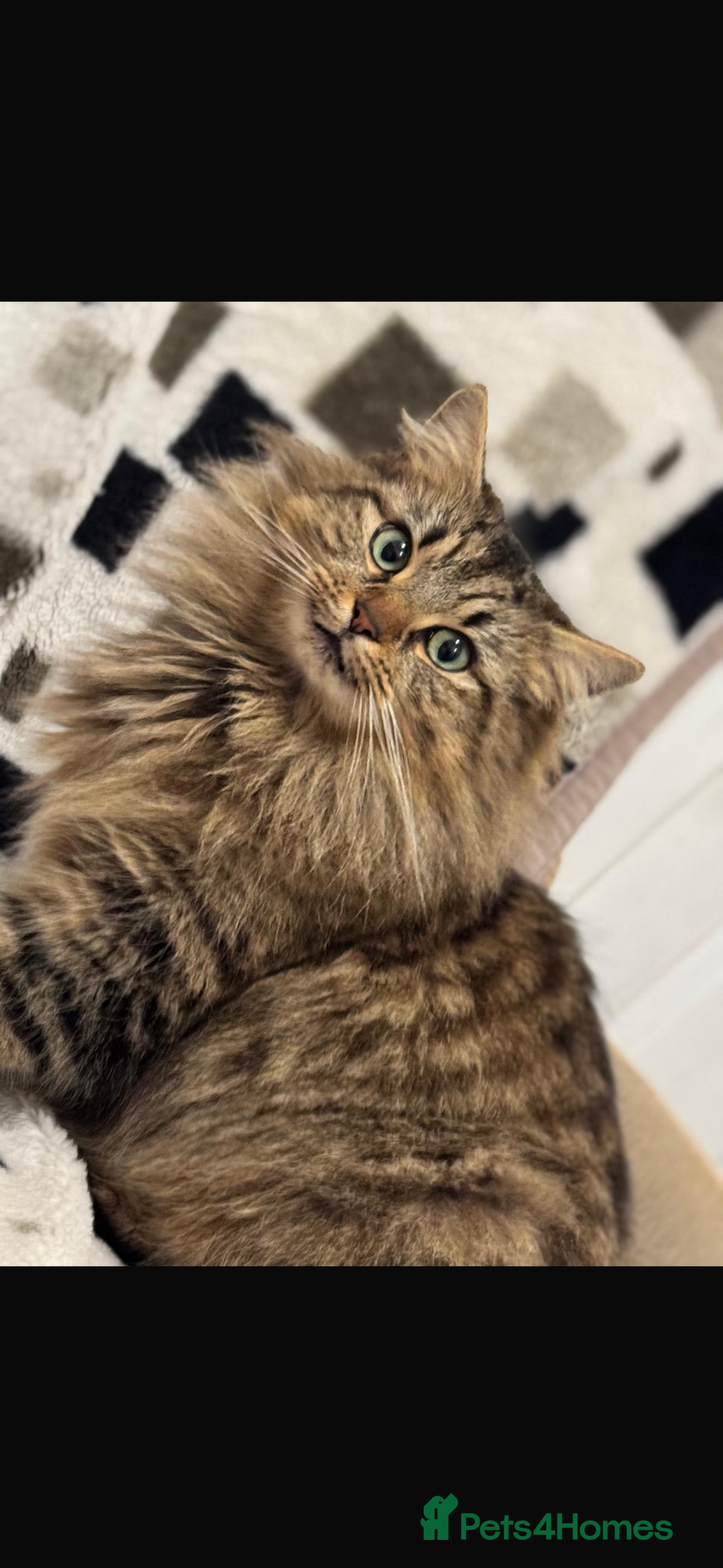 British Longhair cats for sale: British long hair  - Image 12
