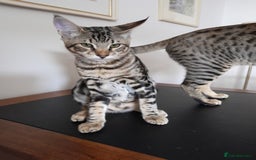 Savannah cats for sale: Full Pedigree TICA Reg Marbled Savannah Boy Kitten - Image 3
