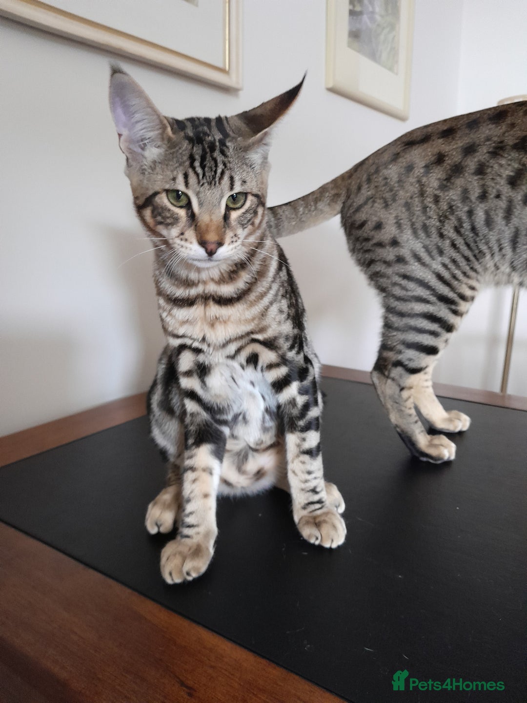 Savannah cats for sale: Full Pedigree TICA Reg Marbled Savannah Boy Kitten - Image 3