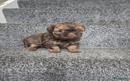 Shih Tzu dogs for sale: Imperial shih tzu puppies - Image 6