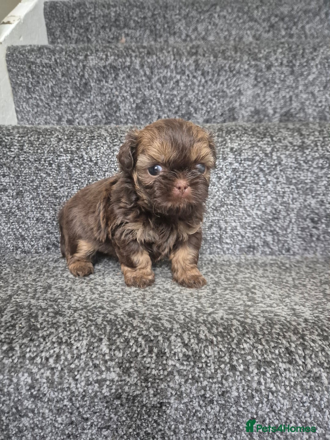 Shih Tzu dogs for sale: Imperial shih tzu puppies - Image 6