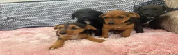 Jack Russell dogs for sale: Miniature Jack Russell’s - Advert 2
