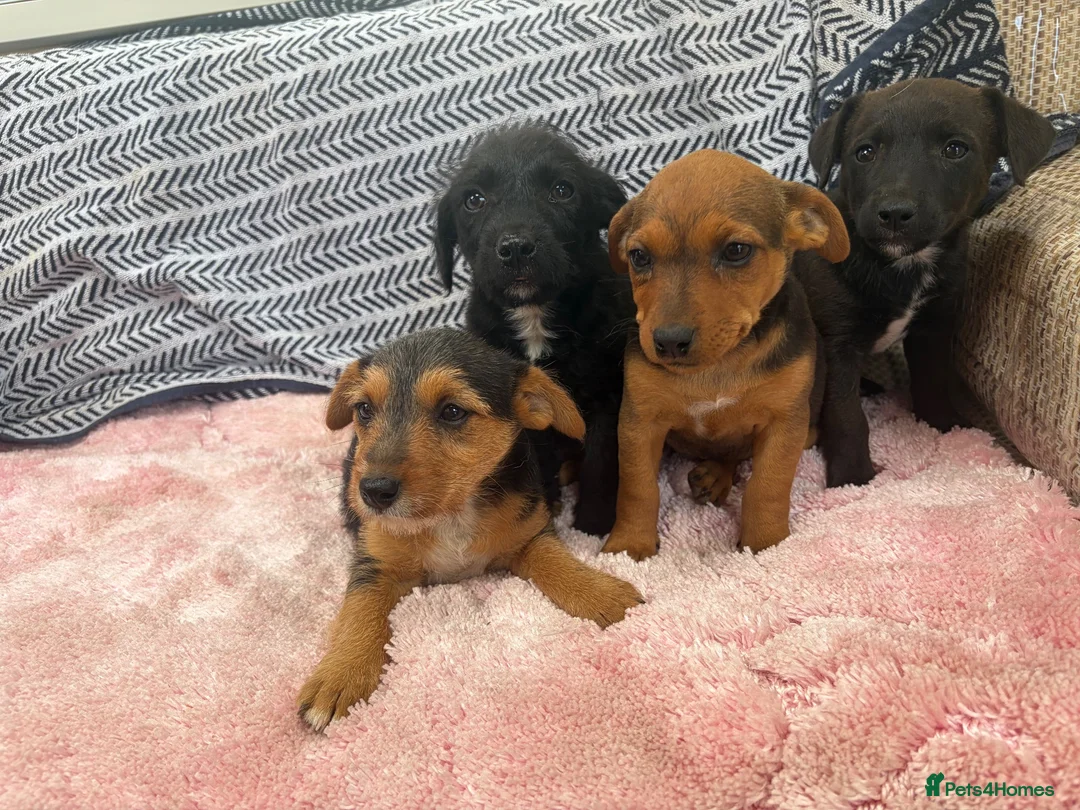 Jack Russell dogs for sale: Miniature Jack Russell’s - Advert 2