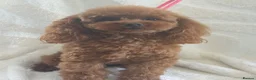 Toy Poodle dogs for sale: Gorgeous Asian Type Toy Poodle  - Advert 7