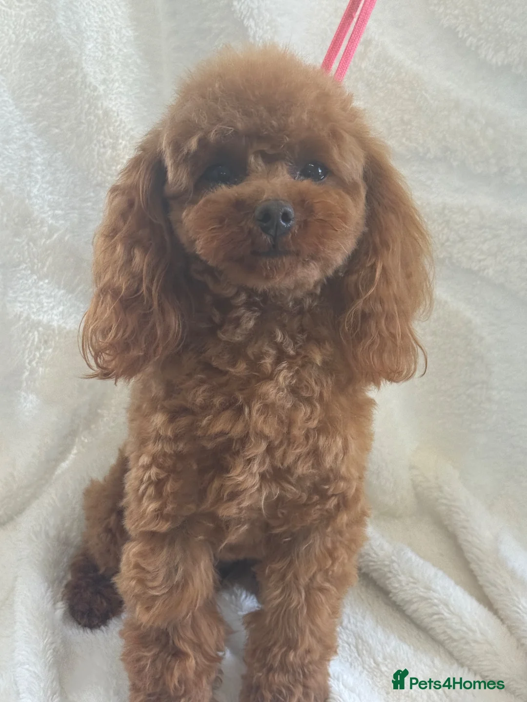 Toy Poodle dogs for sale: Gorgeous Asian Type Toy Poodle  - Advert 7