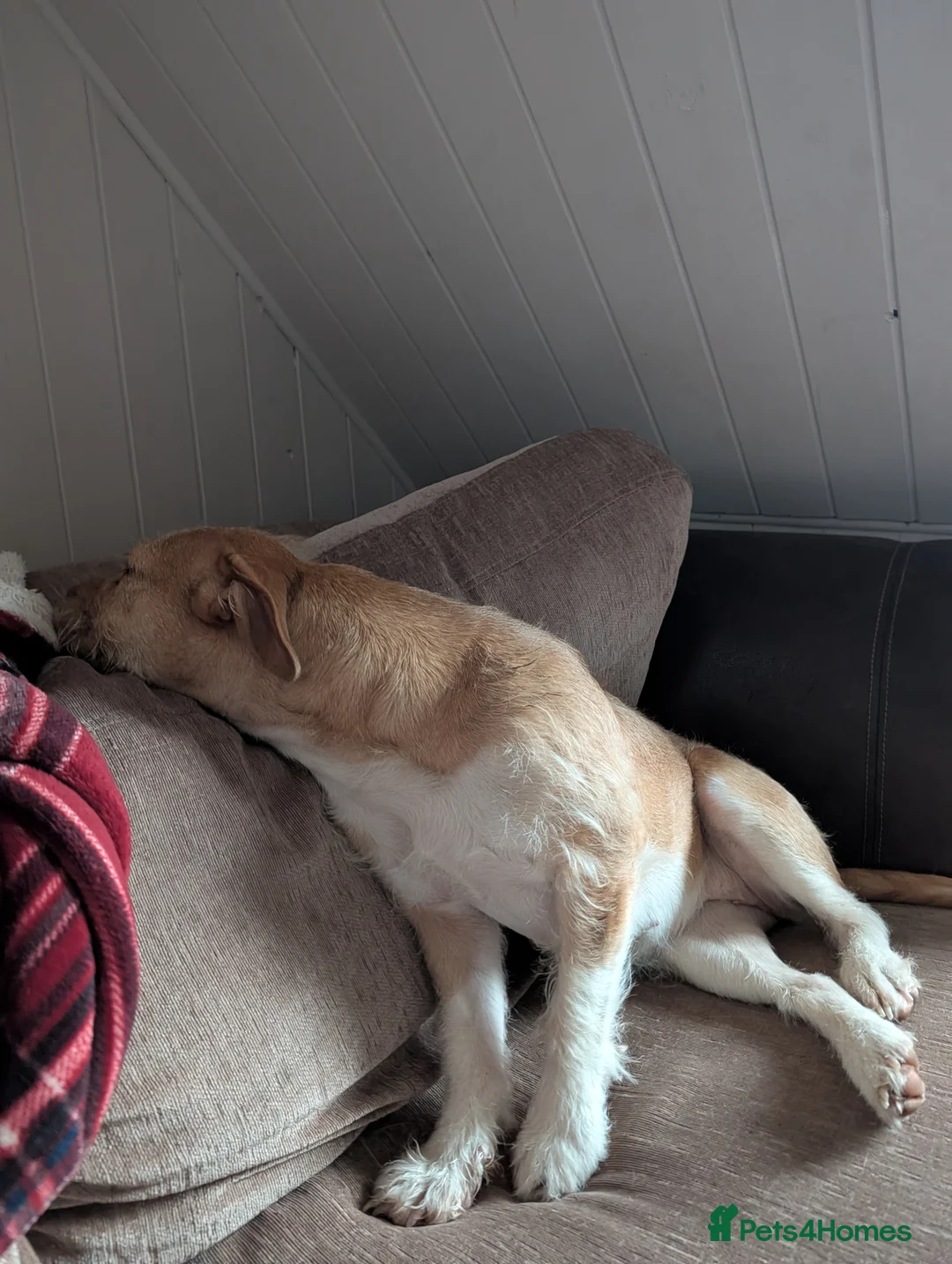 Mixed Breed dogs for sale: Poodle x bulldog for sale - Advert 5