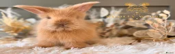 Angora rabbits for sale: Fully Vaccinated Angora Litter - Advert 17
