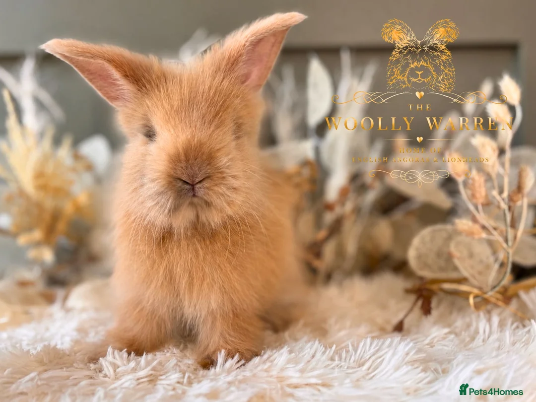 Angora rabbits for sale: Fully Vaccinated Angora Litter - Advert 17