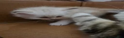 Siberian cats for sale: Pure gorgeous Siberian Kittens  - Advert 10