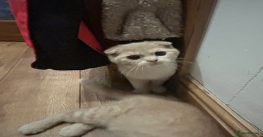 Scottish Fold cats in Haywards Heath - Advert 10