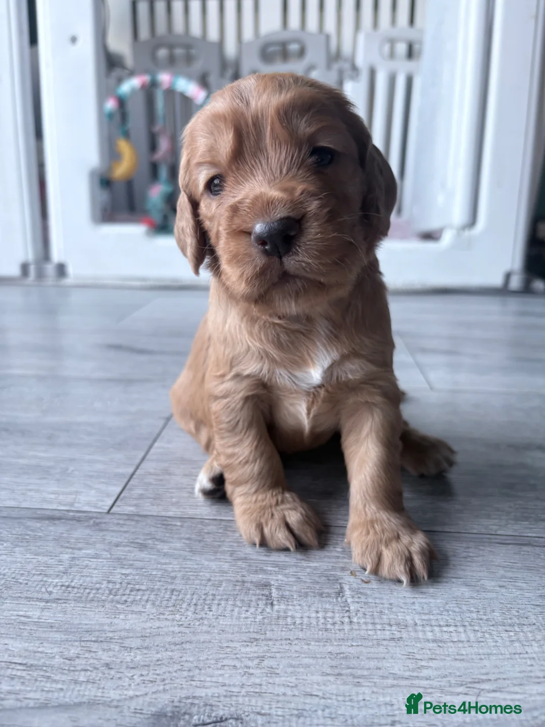 Cocker Spaniel dogs for sale: Working cocker spaniel  - Advert 2