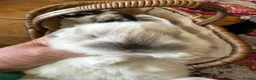 Mini Lop rabbits for sale: Mini lop babies ready for small hands - Advert 8