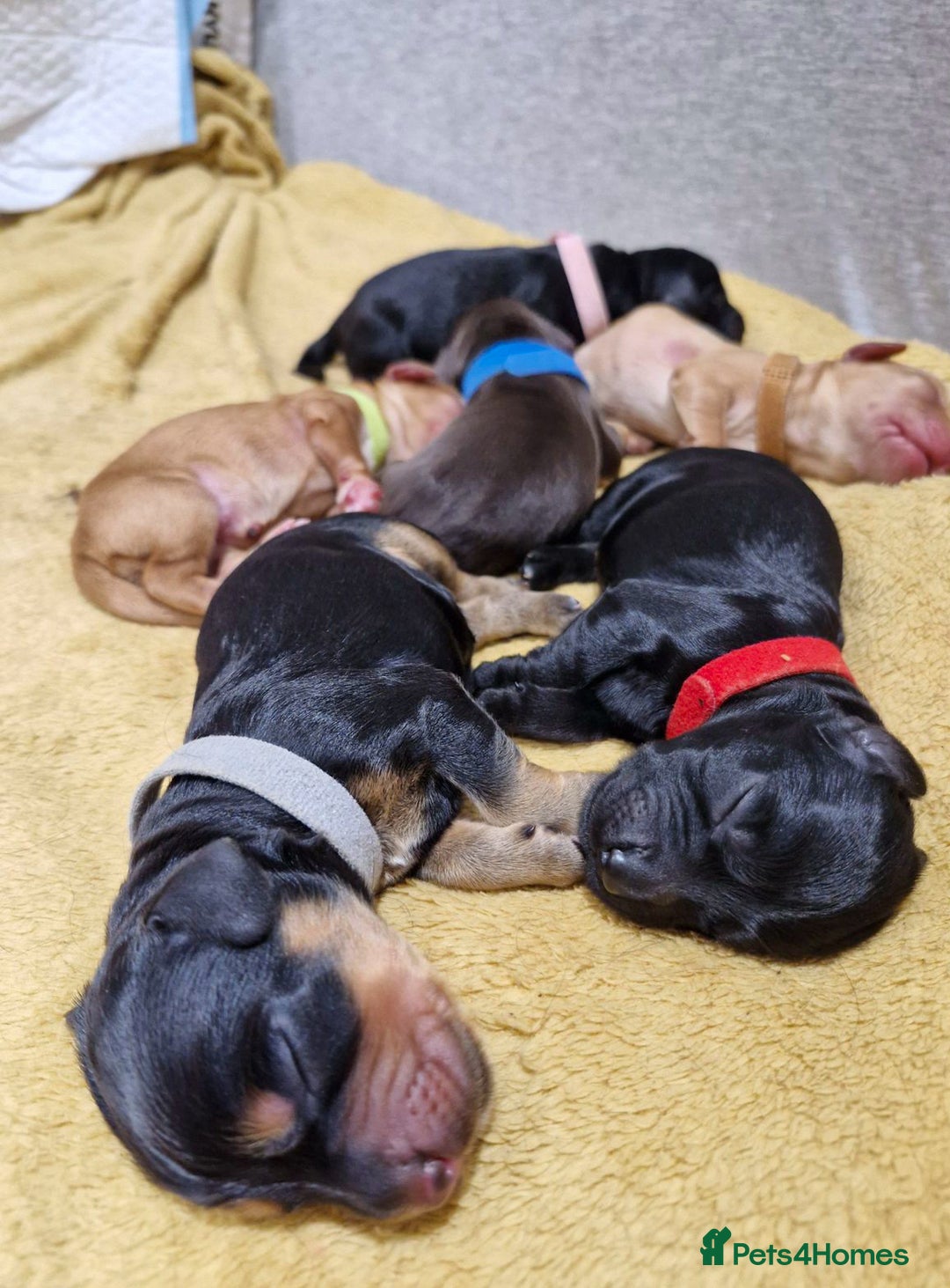 Cocker Spaniel dogs for stud: Fully health tested working Cocker Spaniel at Stud in Ipswich - Advert 11