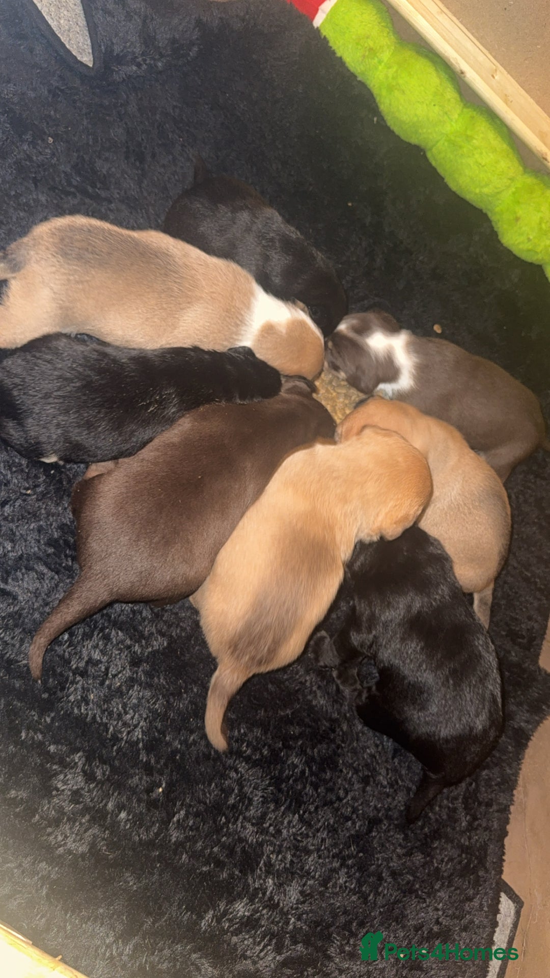 Mixed Breed dogs for sale: Mixed Breed puppies  - Advert 7