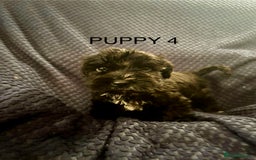 Mixed Breed dogs for sale: 5 X Rare BLUE CockerBlue’s  - Image 4
