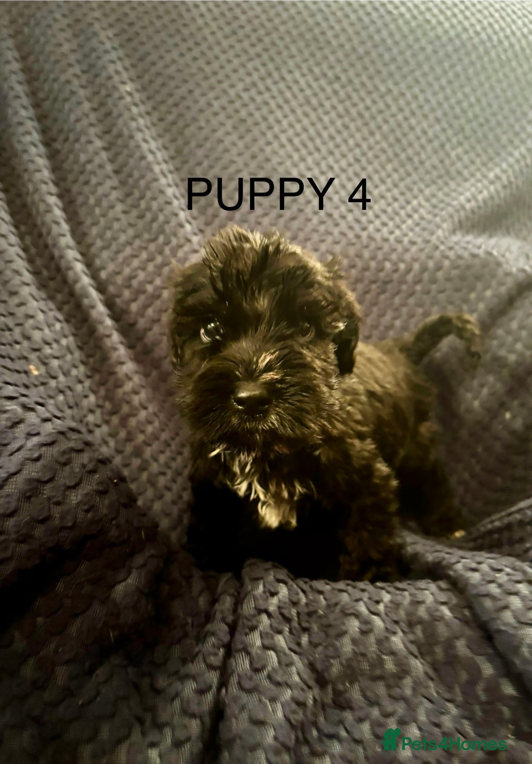 Mixed Breed dogs for sale: 5 X Rare BLUE CockerBlue’s  - Image 4