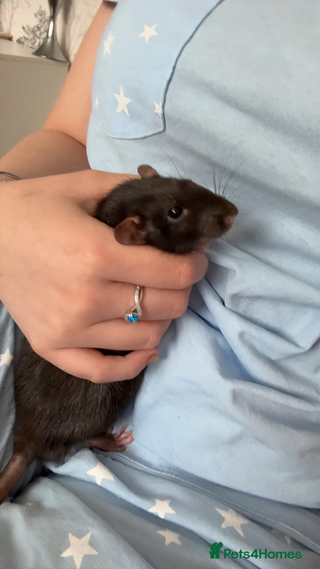 Rat rodents for sale: Fancy rats and cage for sale  - Advert 1