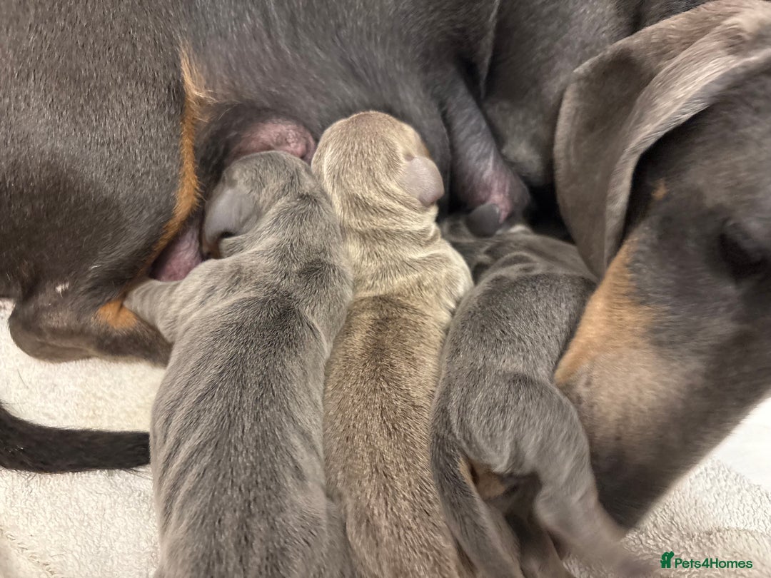 Miniature Dachshund dogs for stud: ⭐️ TRIGGER⭐️ smooth hair Isabella & Tan STUD in Mexborough - Image 3