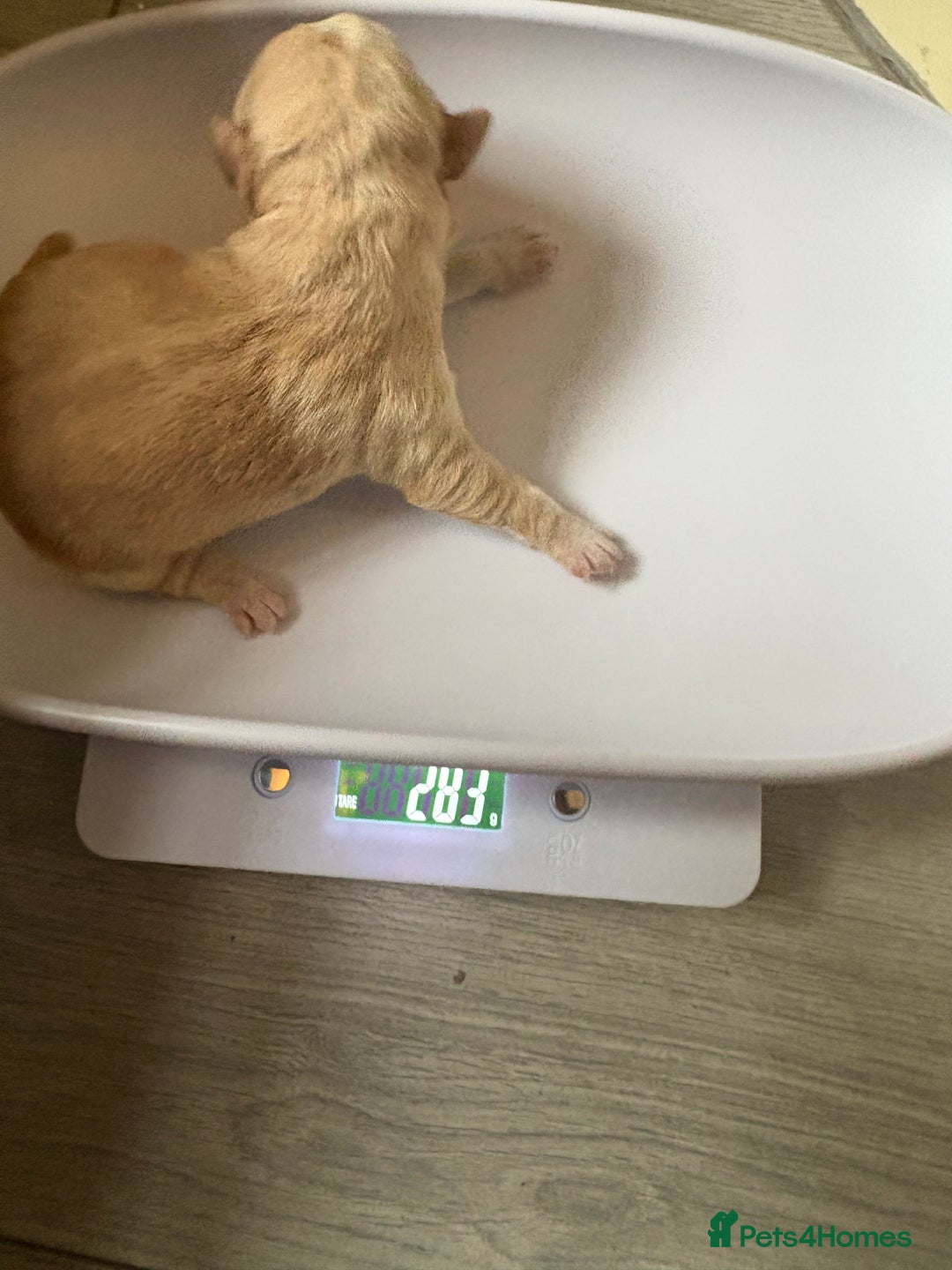 Mixed Breed dogs for sale: Cavachon x Chihuahua / healthy pups - Advert 9