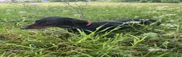 Dachshund dogs for sale: 6 Dachshund beautiful puppies for sale - Advert 32
