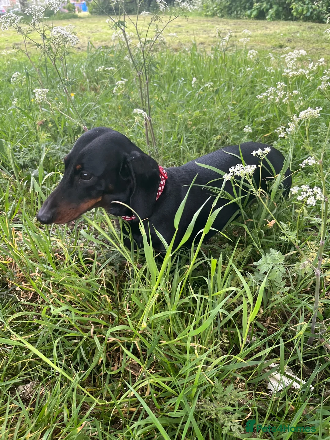 Dachshund dogs for sale: 6 Dachshund beautiful puppies for sale - Advert 32