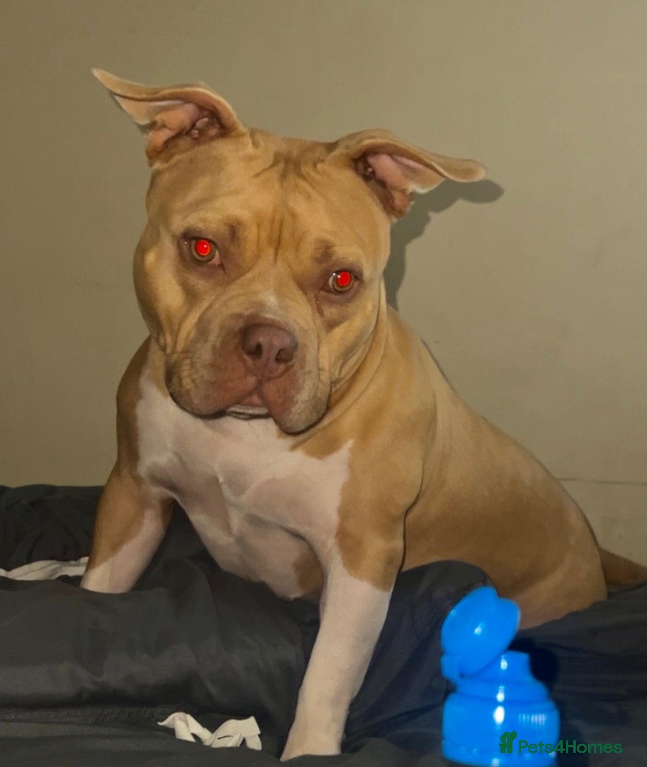 American Bully dogs American pocket bully - Advert 2