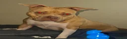 American Bully dogs for sale: American pocket bully - Advert 1