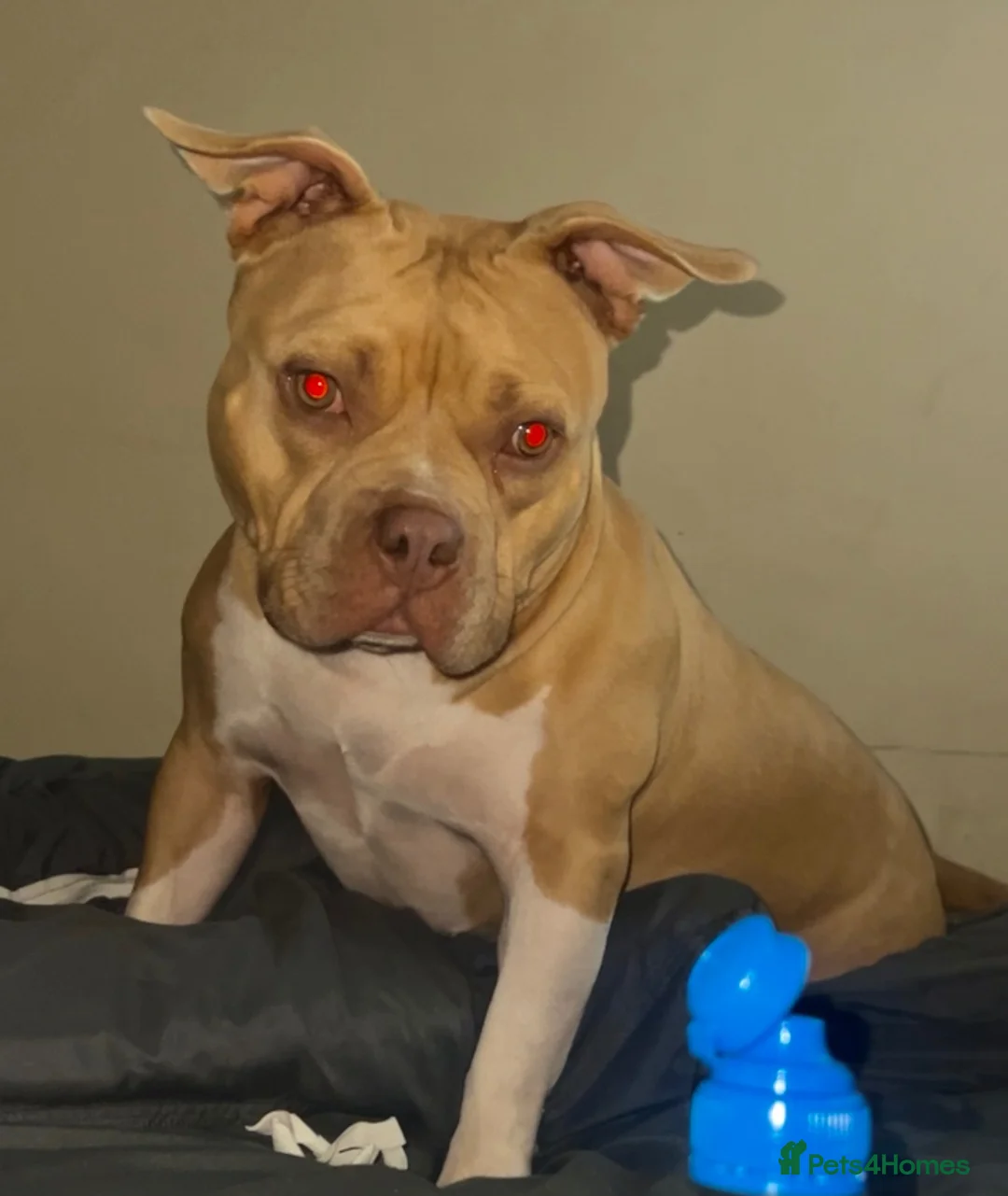 American Bully dogs for sale: American pocket bully - Advert 1