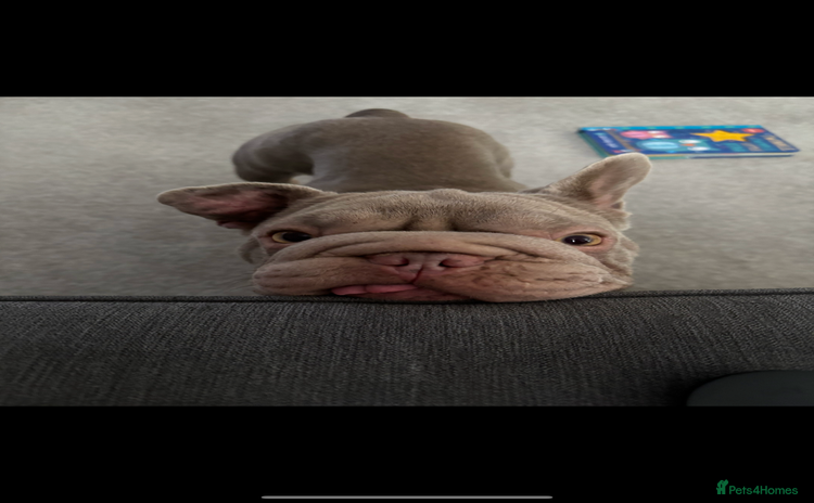 French Bulldog dogs - Advert 1