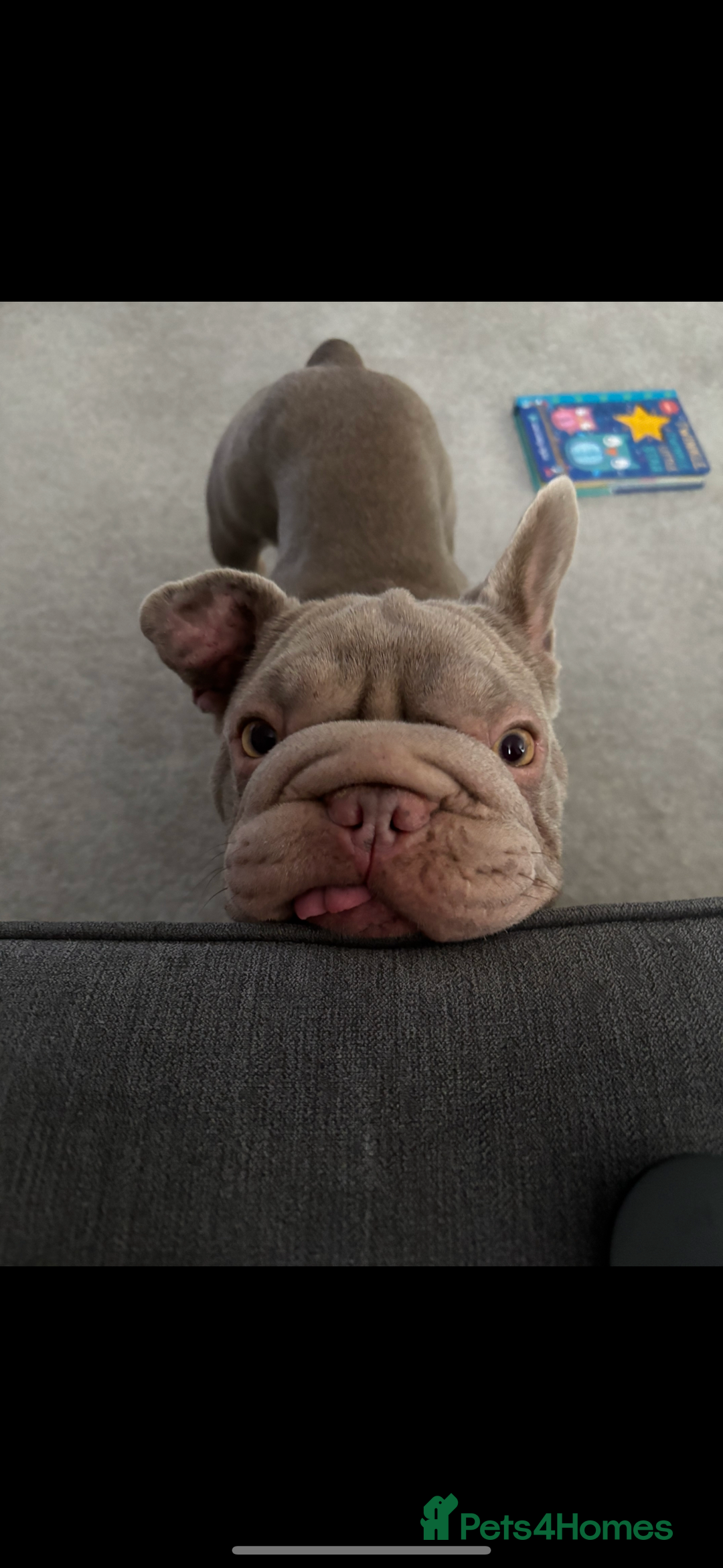 French Bulldog dogs for sale: lilac big rope frenchie - Image 1