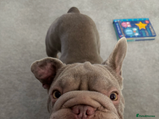 French Bulldog dogs - Advert 15