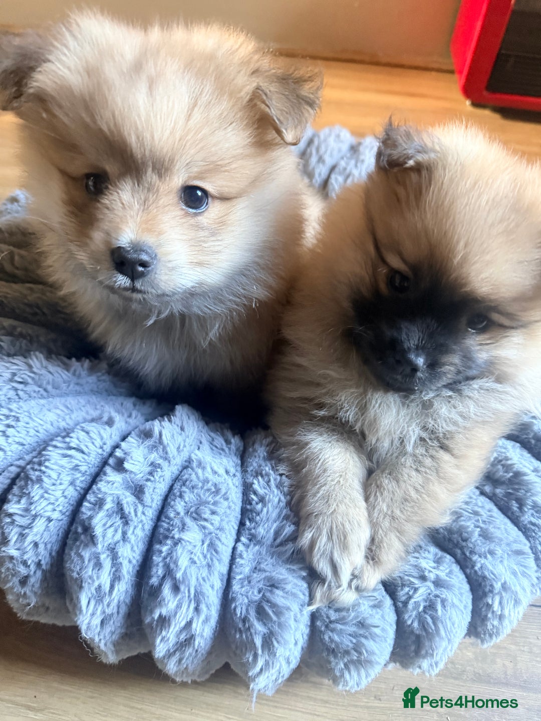 Pomeranian dogs for sale: 3 lovely girls and 1 boy Pomeranian puppies  - Advert 13