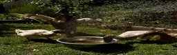 Ducks poultry for sale: 3 male ducks  in Blackburn - Advert 2
