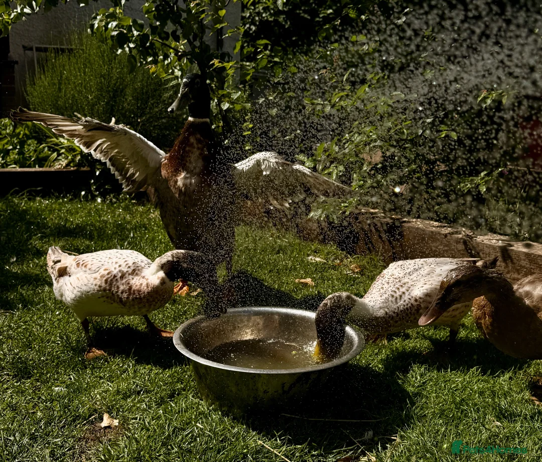 Ducks poultry for sale: 3 male ducks  in Blackburn - Advert 2
