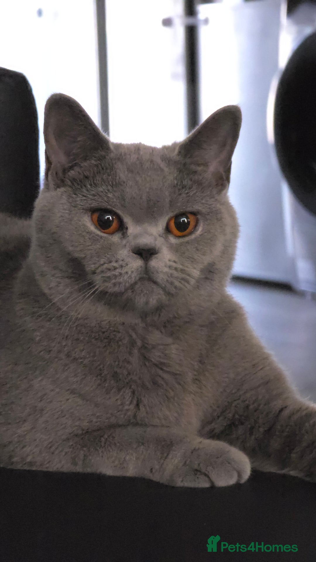British Shorthair cats for sale: Stunning GCCF&TICA Active BSH Queen - Advert 8