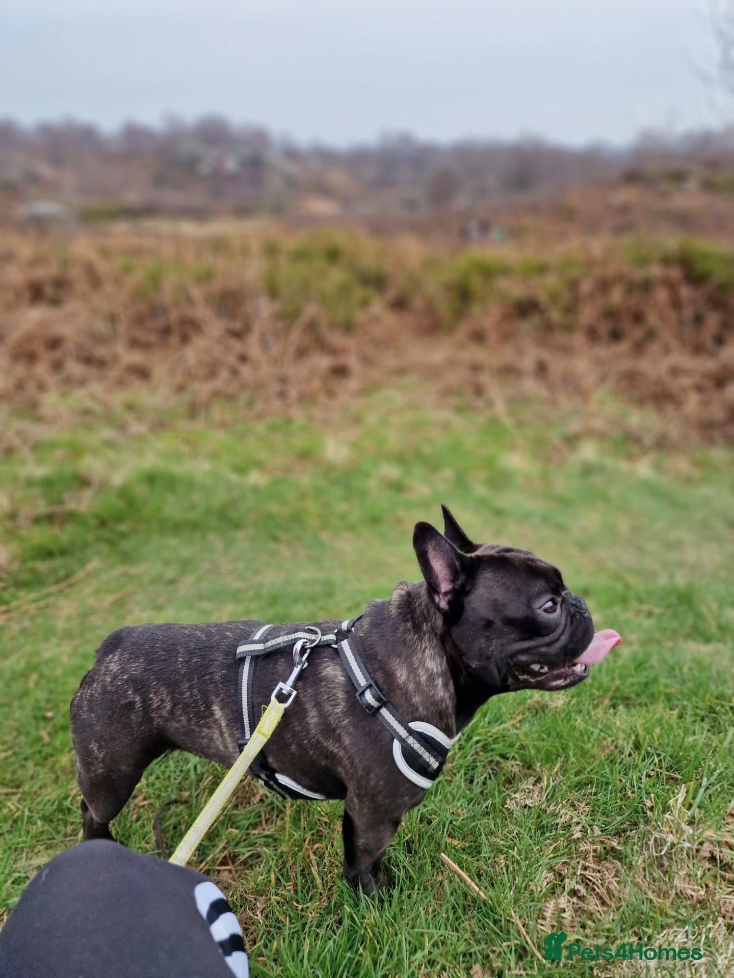 French Bulldog dogs Rocky - French Bulldog - For sale - Advert 1